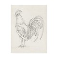 Trademark Fine Art Ethan Harper 'Rooster Sketch Ii' Canvas Art, 24x32 WAG11763-C2432GG